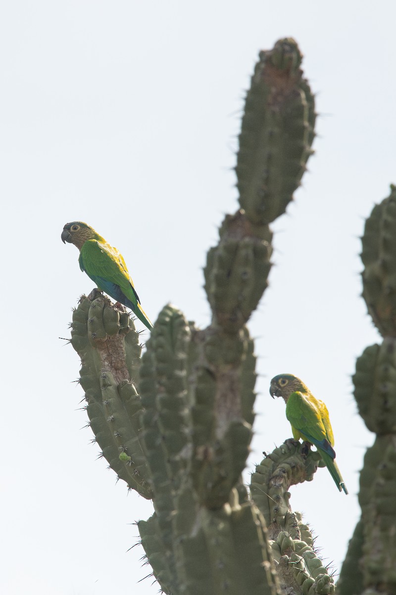 Brown-throated Parakeet (Brown-throated) - ML610505993