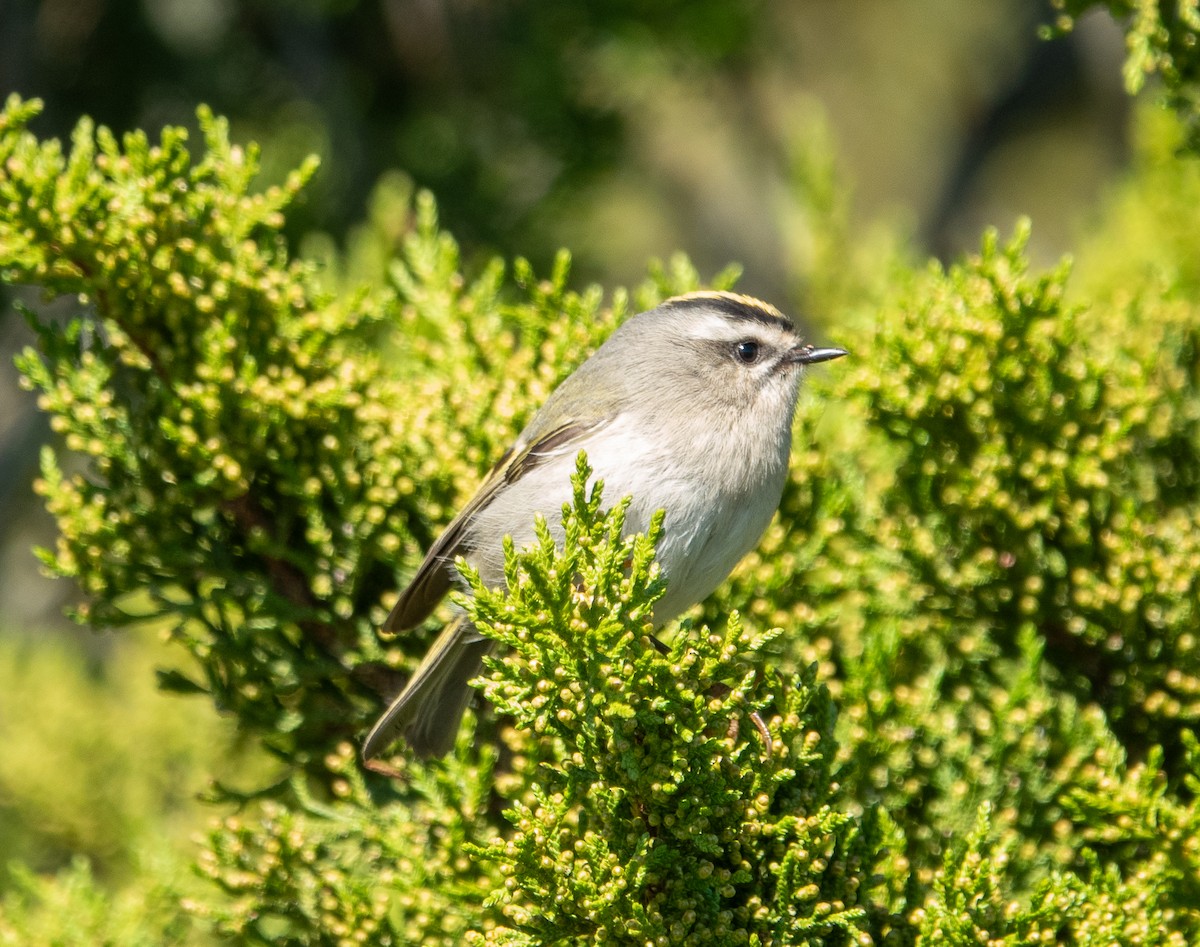 Golden-crowned Kinglet - ML610506001