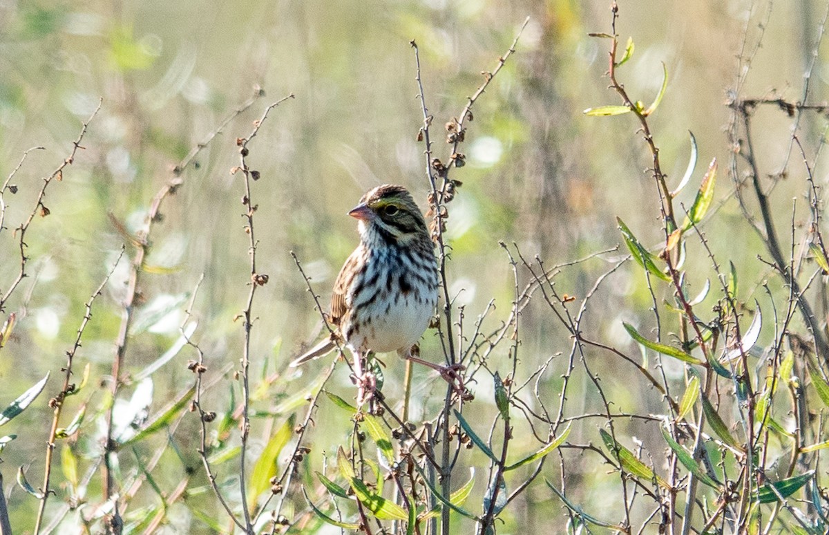 Savannah Sparrow - ML610506004