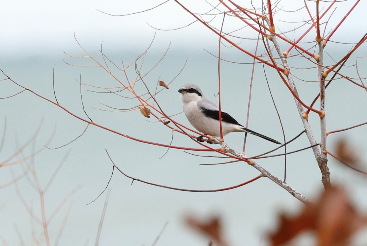 Northern Shrike - ML610506039