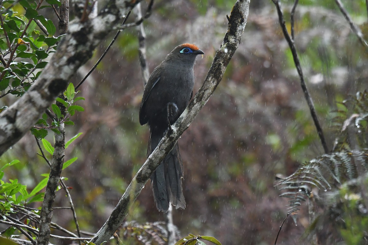 Red-fronted Coua - ML610506041