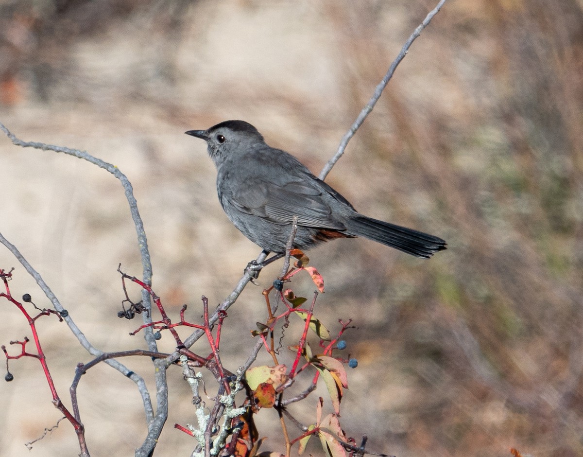 Gray Catbird - ML610506050