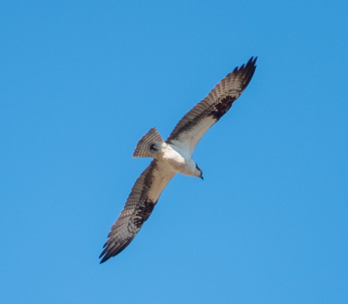 Osprey - ML610506076