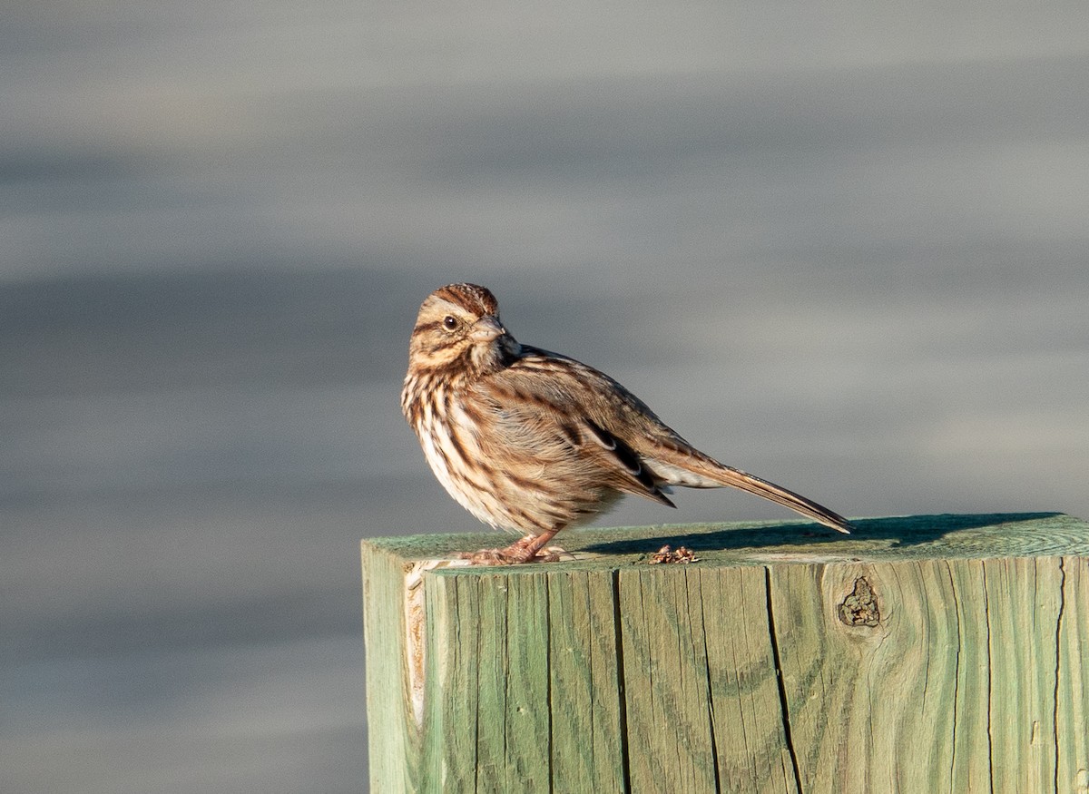 Song Sparrow - ML610506102