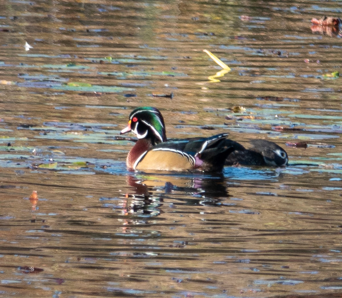 Wood Duck - Mike  Allen