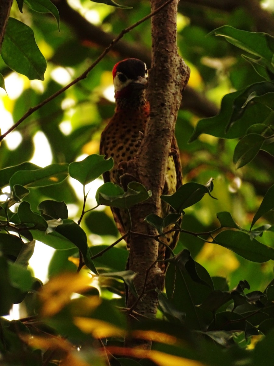 Spot-breasted Woodpecker - Tomaz Melo