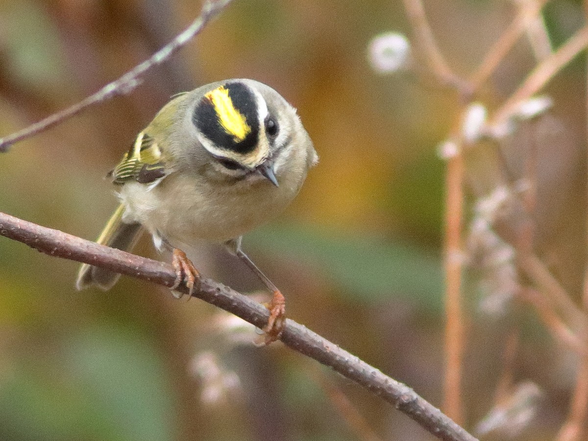 Golden-crowned Kinglet - Kenneth Schneider