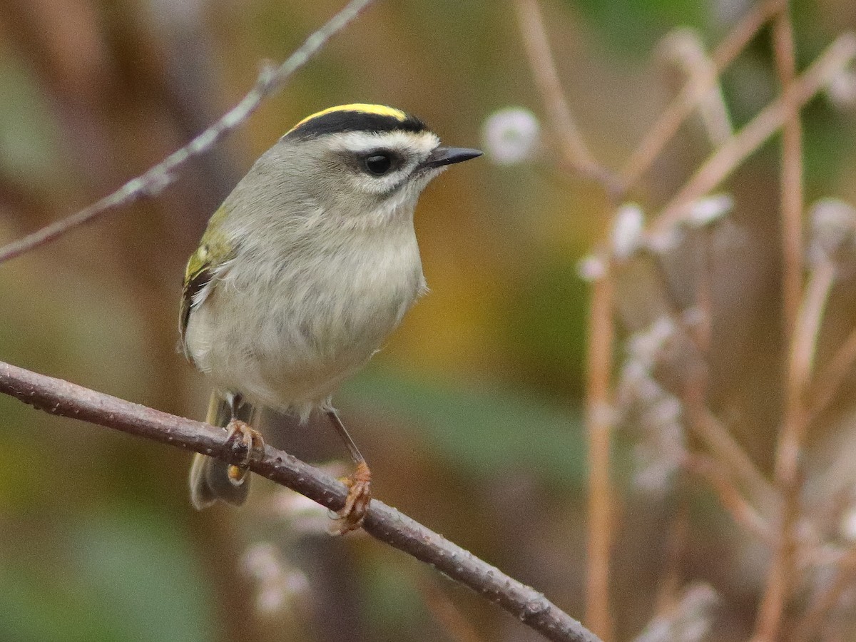 Roitelet à couronne dorée - ML610506171