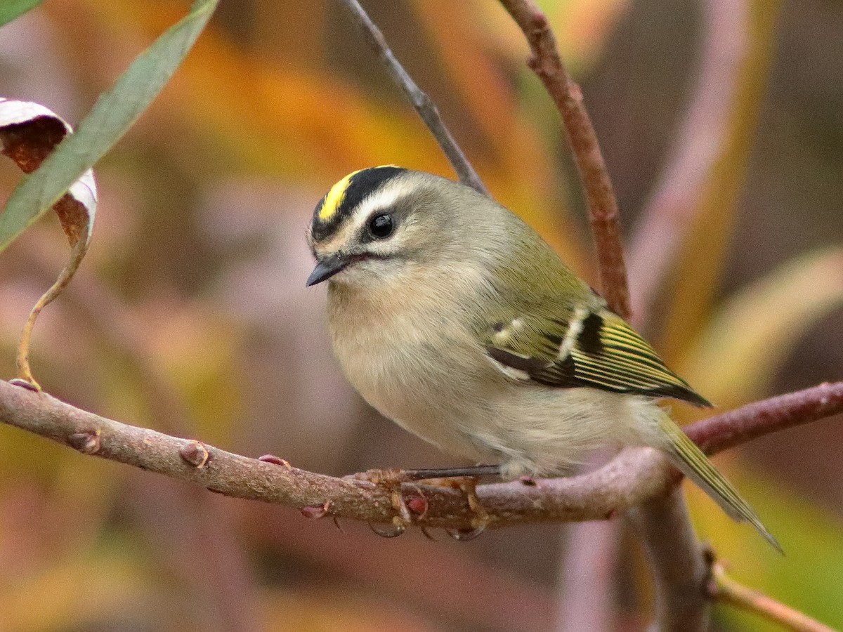 Roitelet à couronne dorée - ML610506175