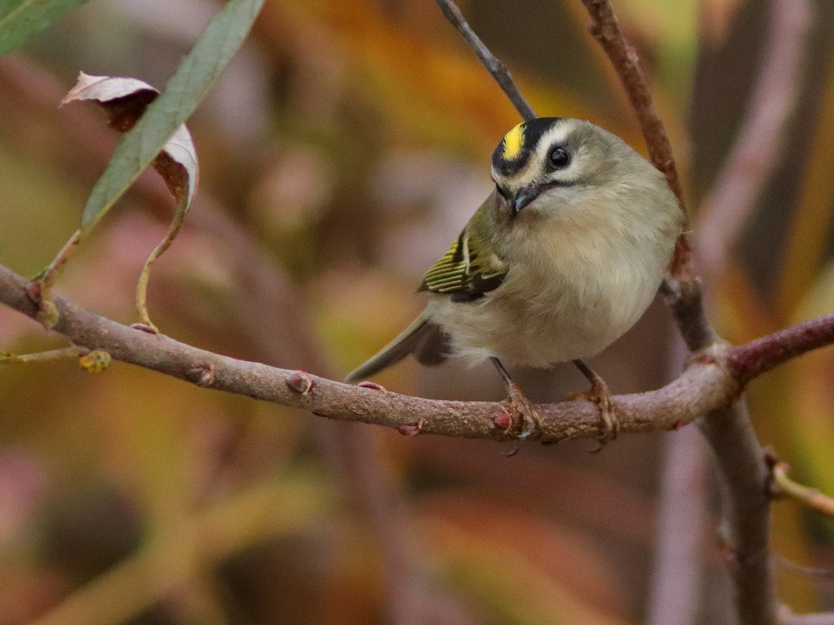 Golden-crowned Kinglet - Kenneth Schneider