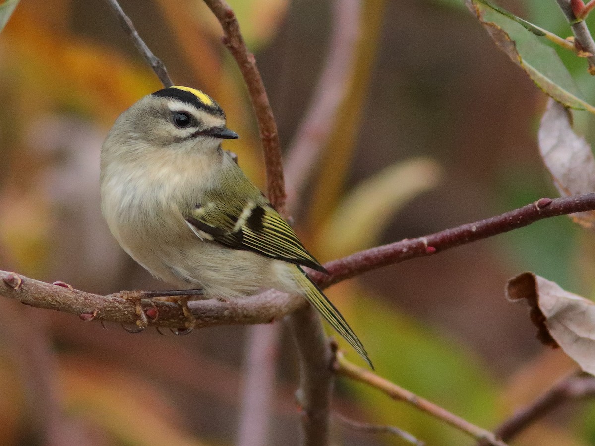 Golden-crowned Kinglet - ML610506177