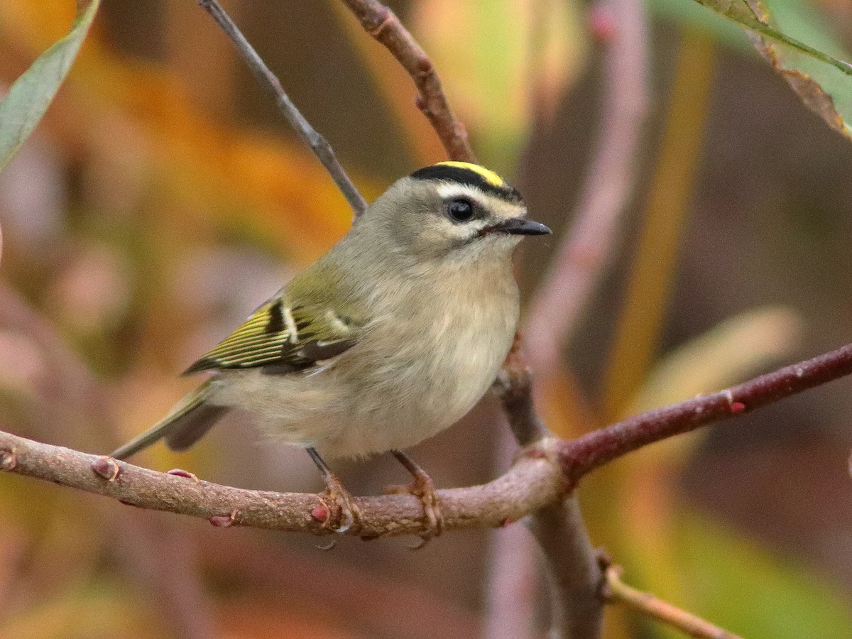 Roitelet à couronne dorée - ML610506178