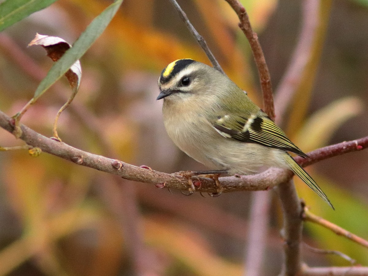 Golden-crowned Kinglet - ML610506179