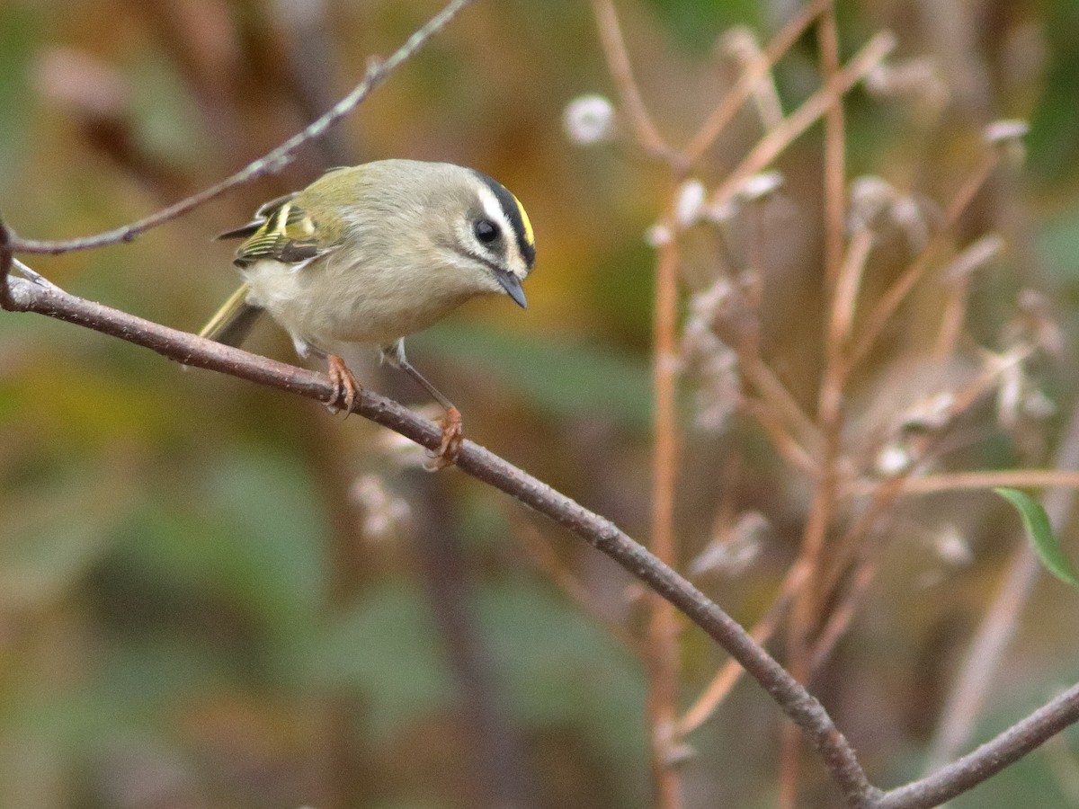 Roitelet à couronne dorée - ML610506180