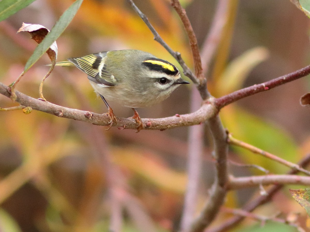 Golden-crowned Kinglet - ML610506181