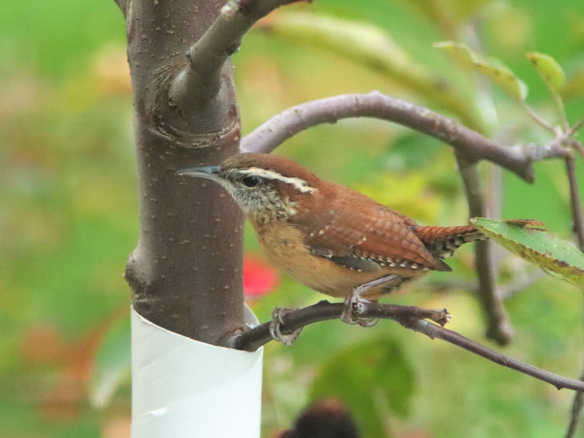 Carolina Wren - ML610506192