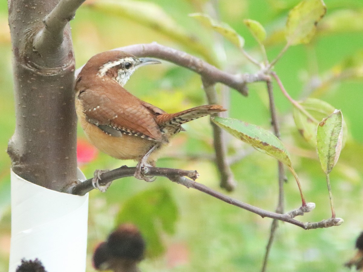 Carolina Wren - ML610506193