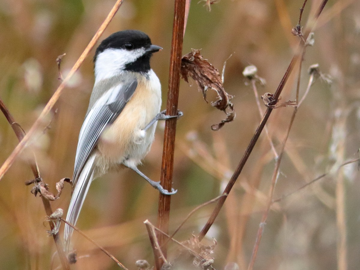 Black-capped Chickadee - ML610506203