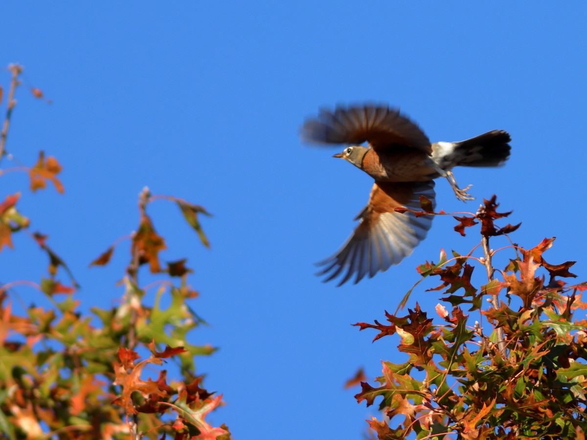 American Robin - ML610506224