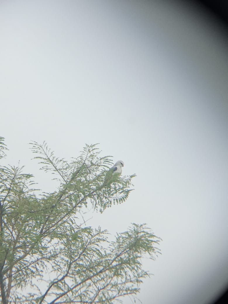 Black-winged Kite (Asian) - ML610506259