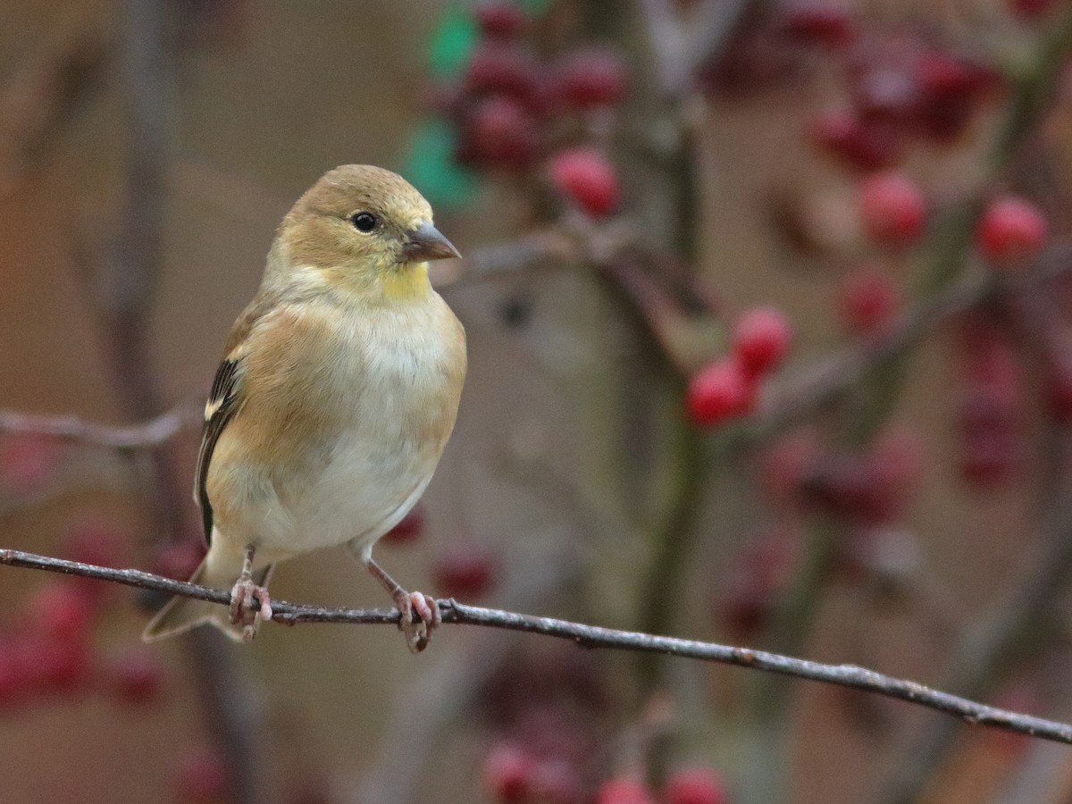 American Goldfinch - ML610506267