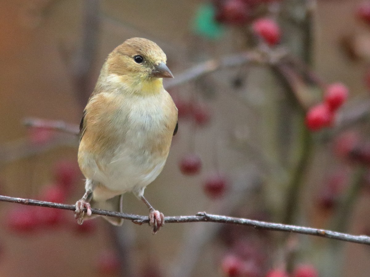 American Goldfinch - ML610506268