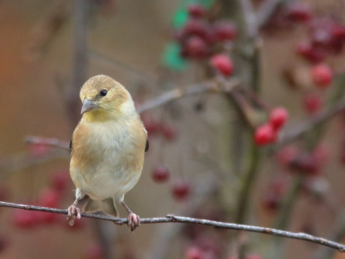 American Goldfinch - ML610506269