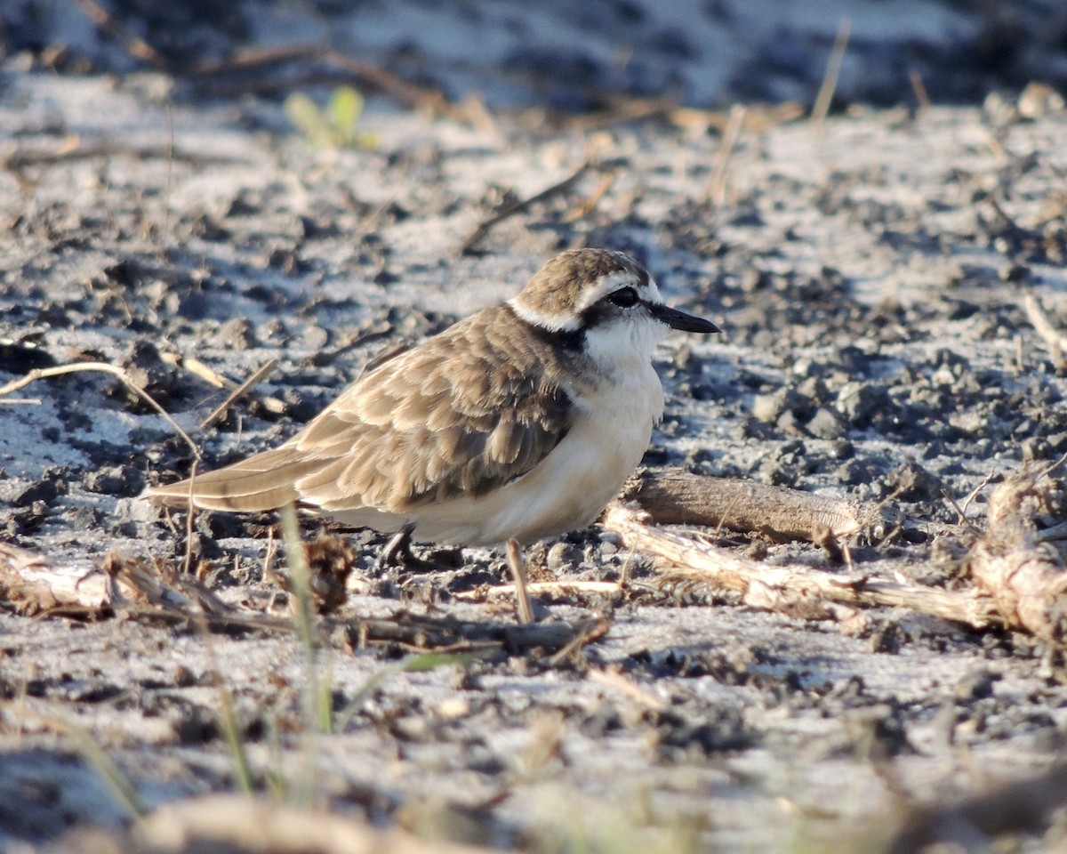 Kittlitz's Plover - Sam Shaw