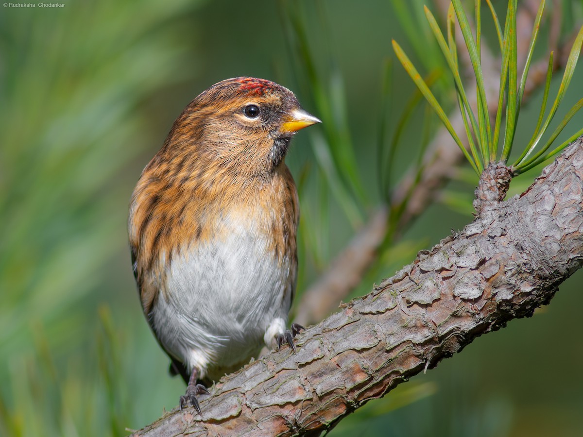 Lesser Redpoll - ML610506485