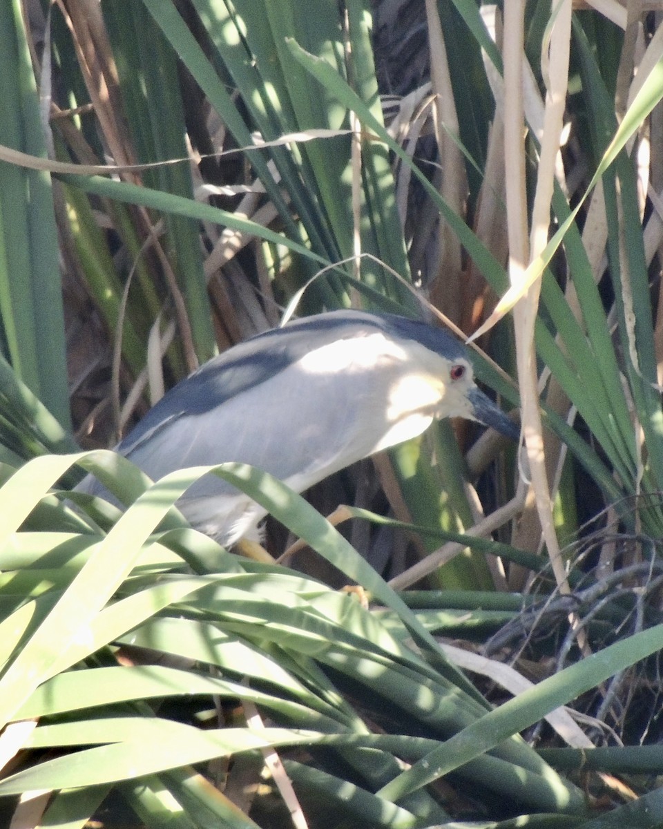 Black-crowned Night Heron - ML610506490