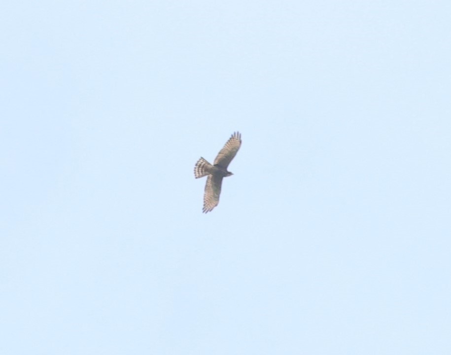 Gray-faced Buzzard - Vish M