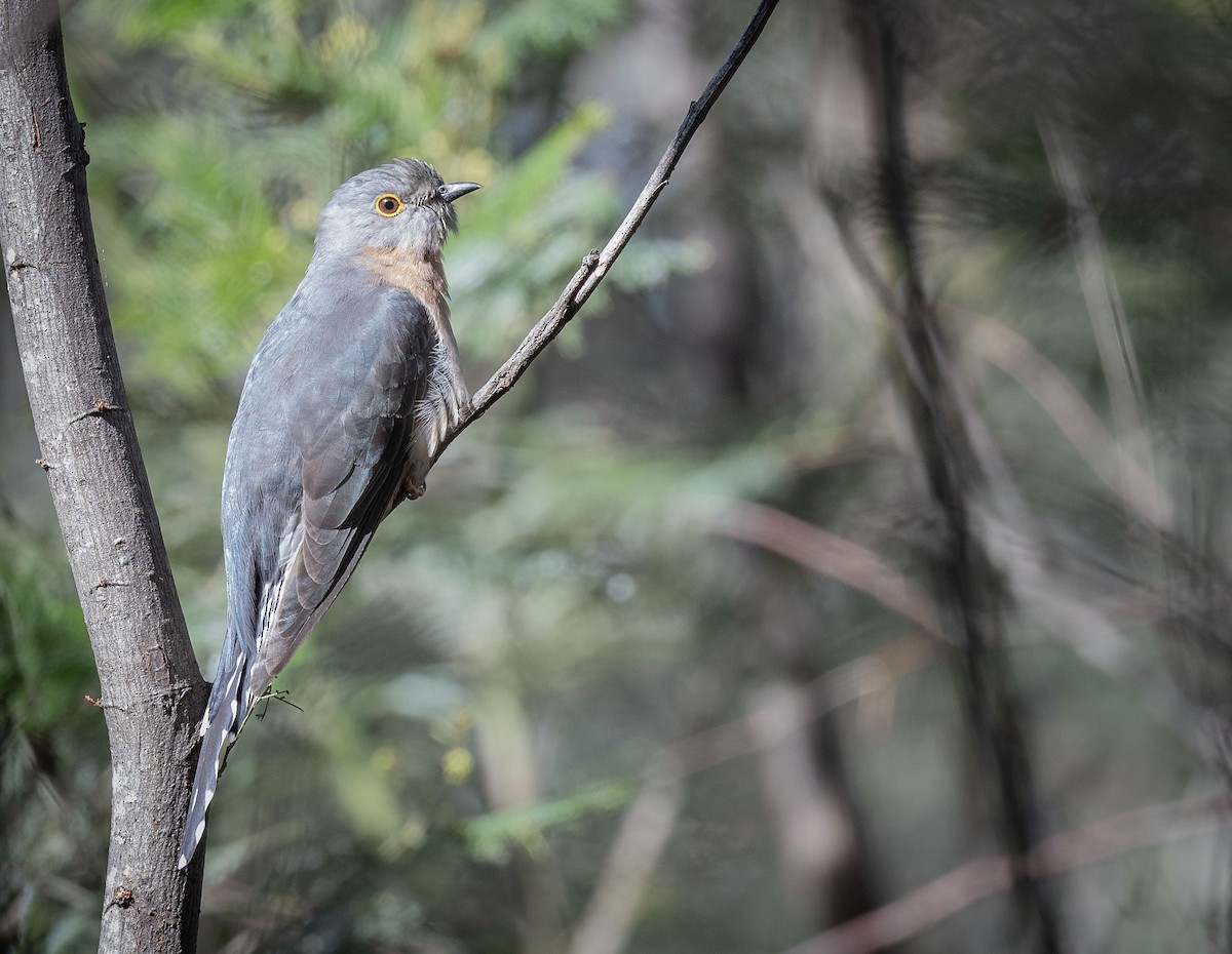 Fan-tailed Cuckoo - ML610506536