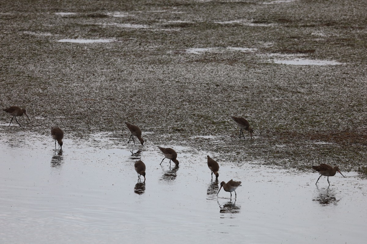 Black-tailed Godwit - ML610506542