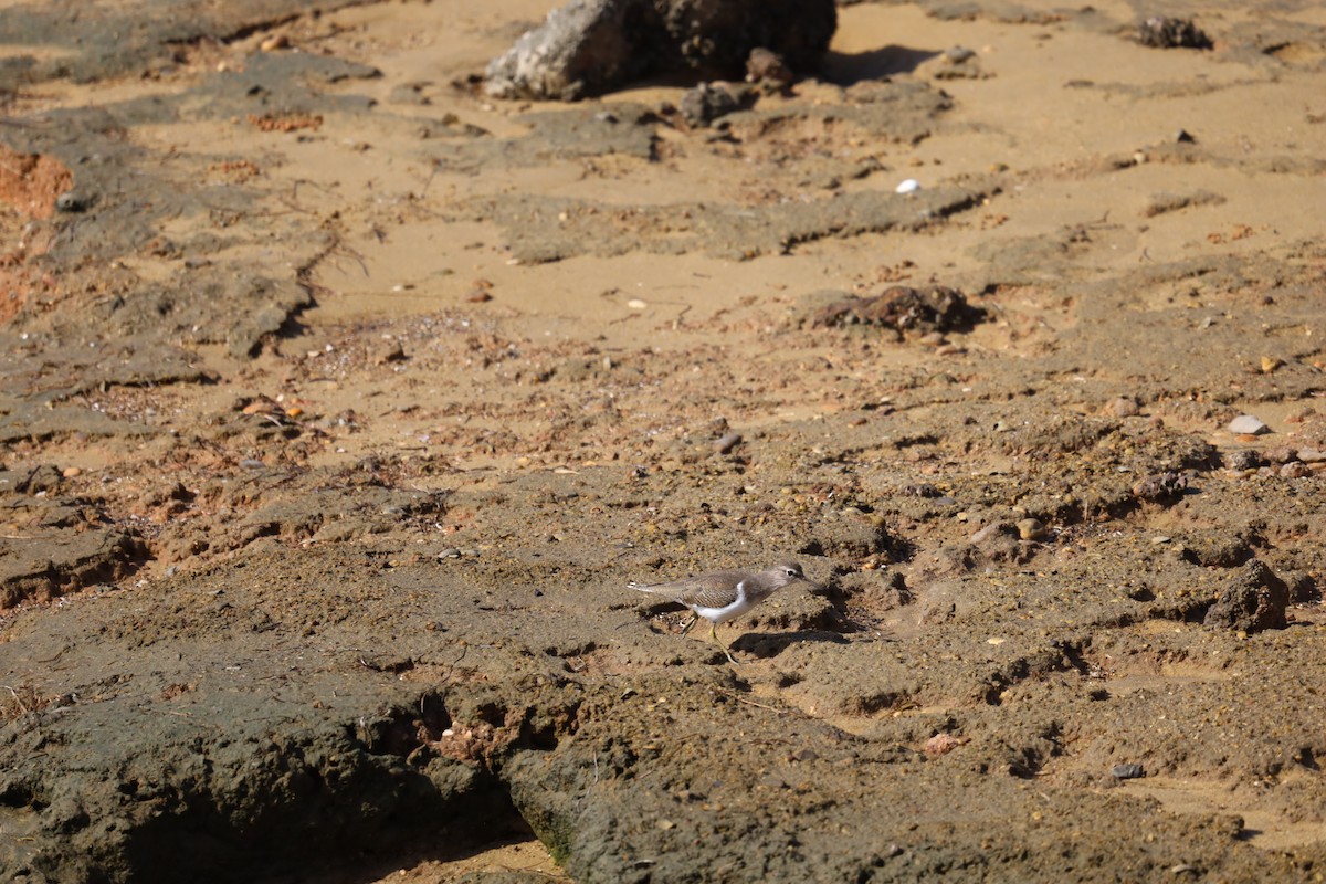 Common Sandpiper - ML610506551