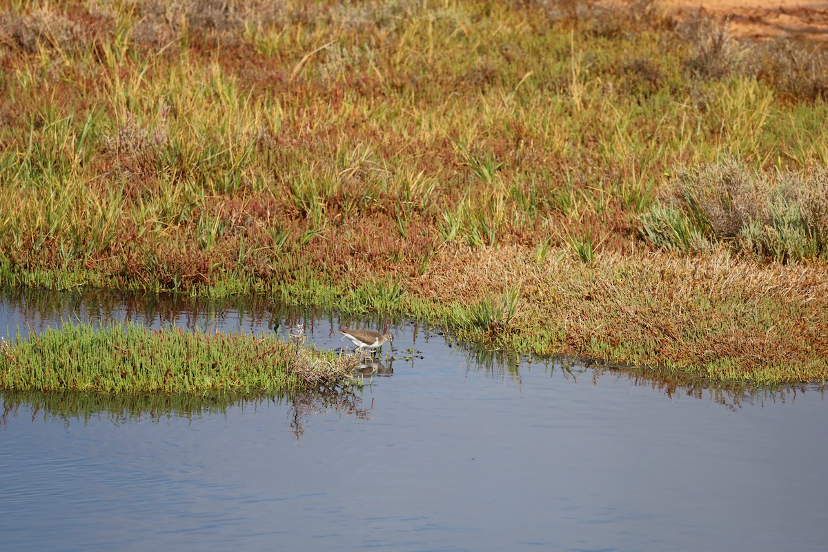 Common Sandpiper - ML610506552