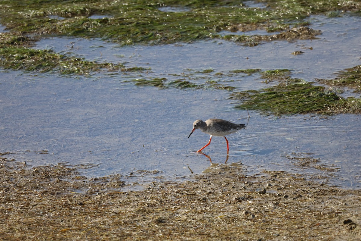 Common Redshank - ML610506560