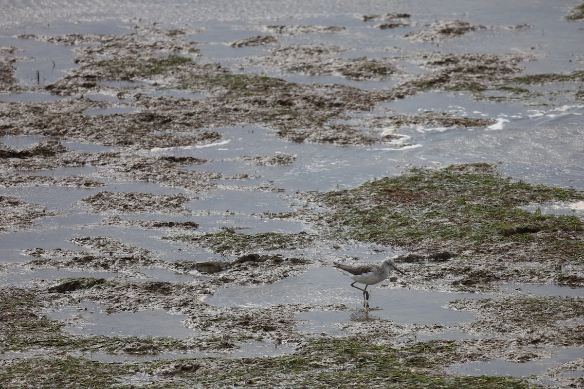 Common Greenshank - Luís Filipe Ferreira