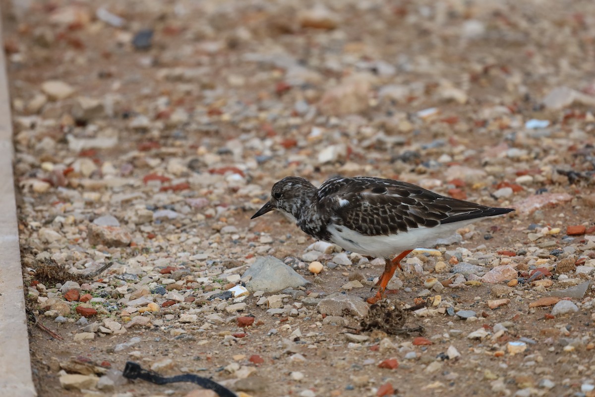 Ruddy Turnstone - ML610506567