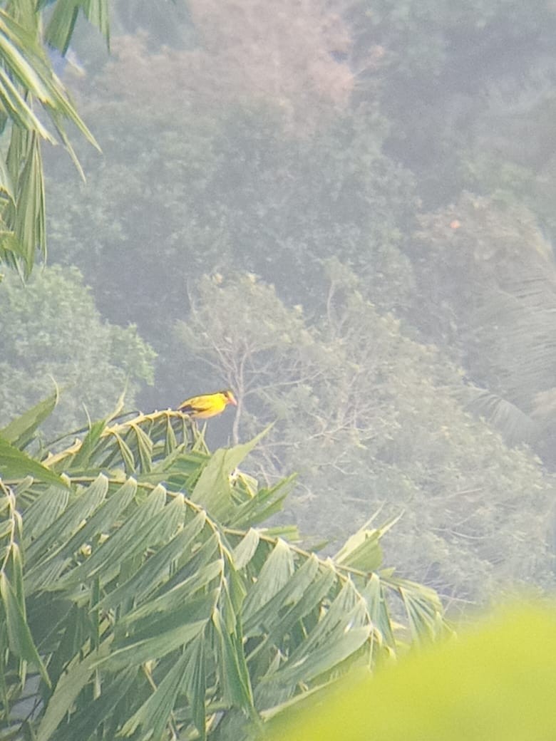 Black-naped Oriole - ML610506582