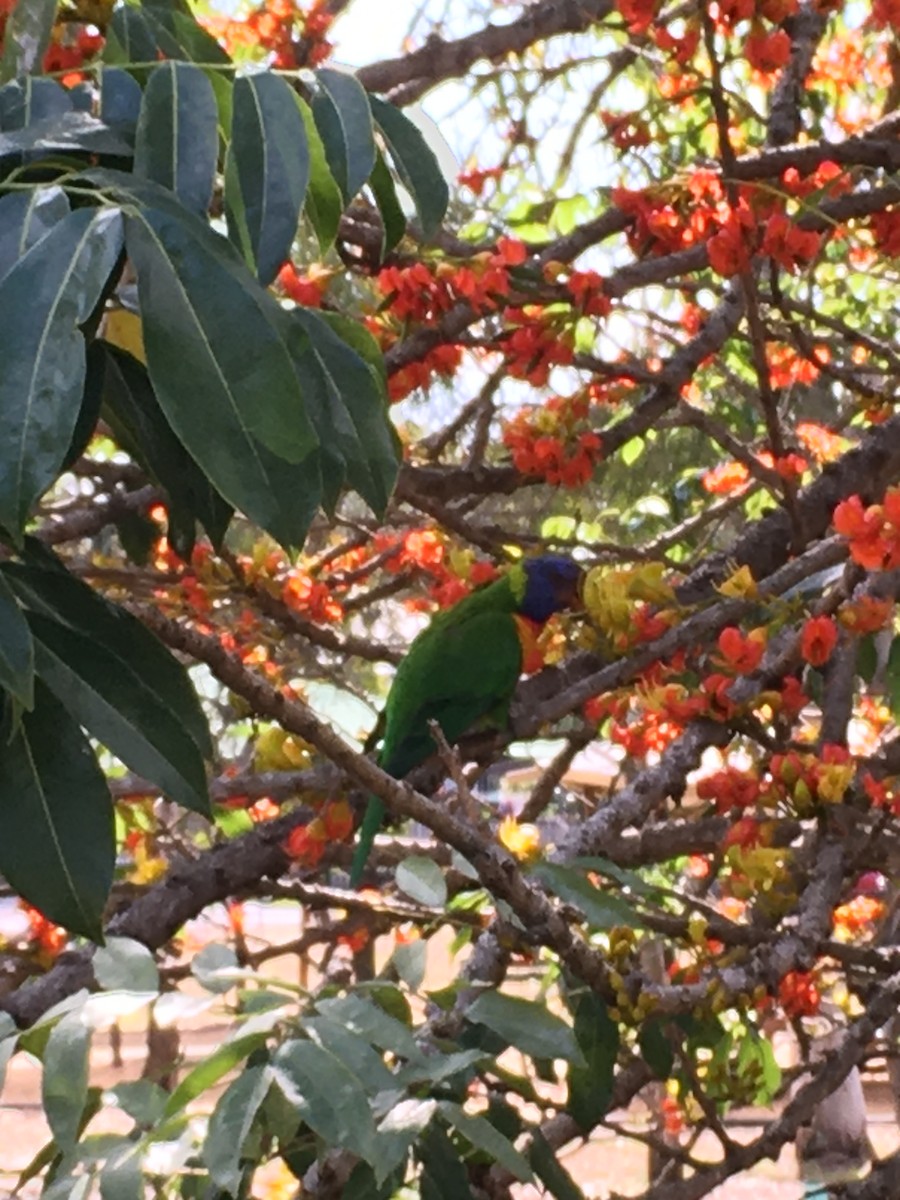 Rainbow Lorikeet - ML610506597