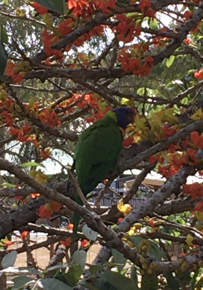 Rainbow Lorikeet - ML610506598
