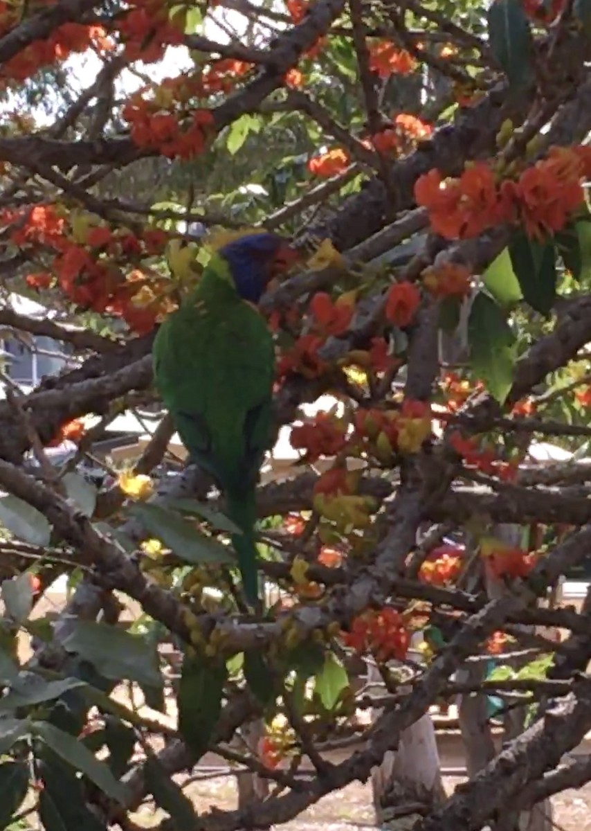 Rainbow Lorikeet - ML610506599