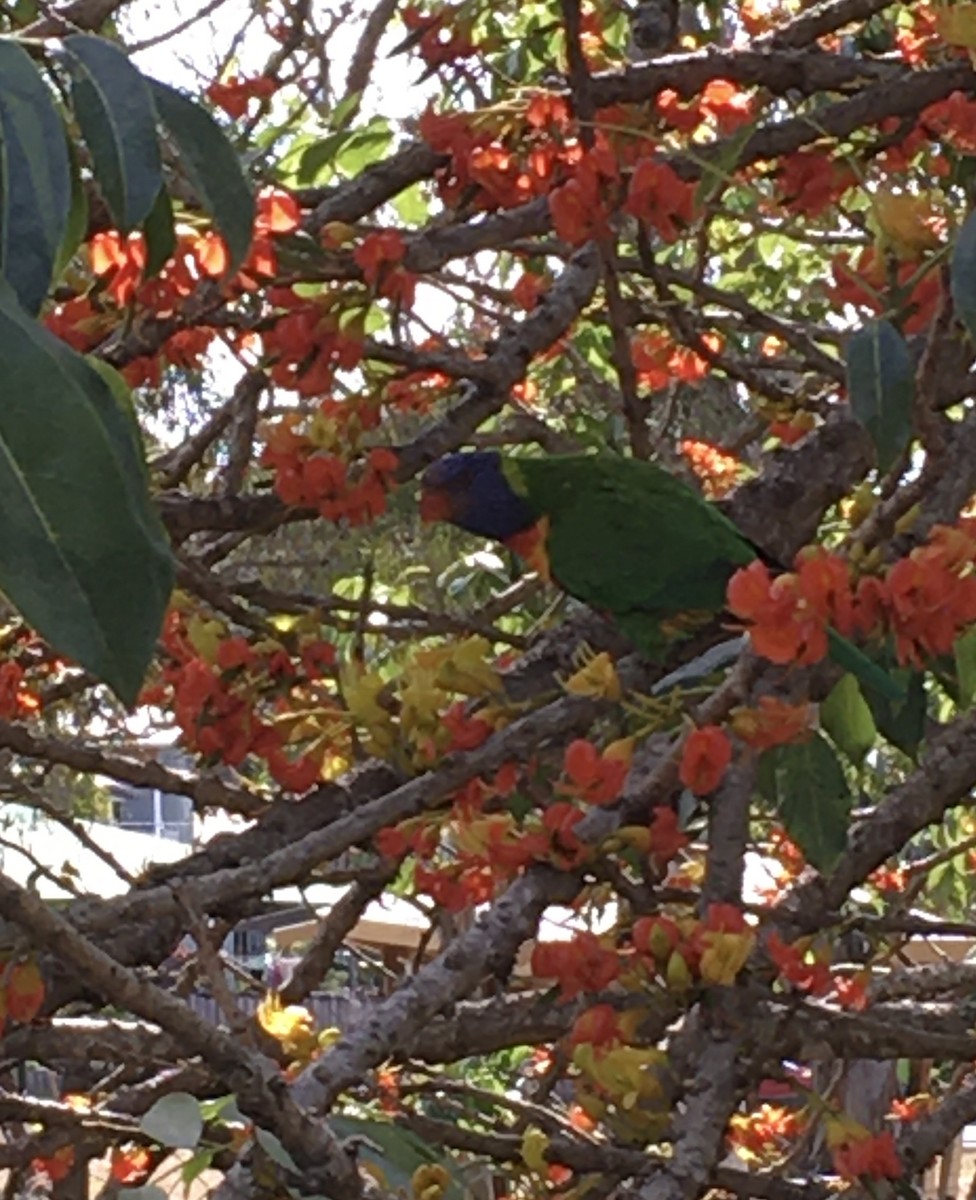 Rainbow Lorikeet - ML610506600