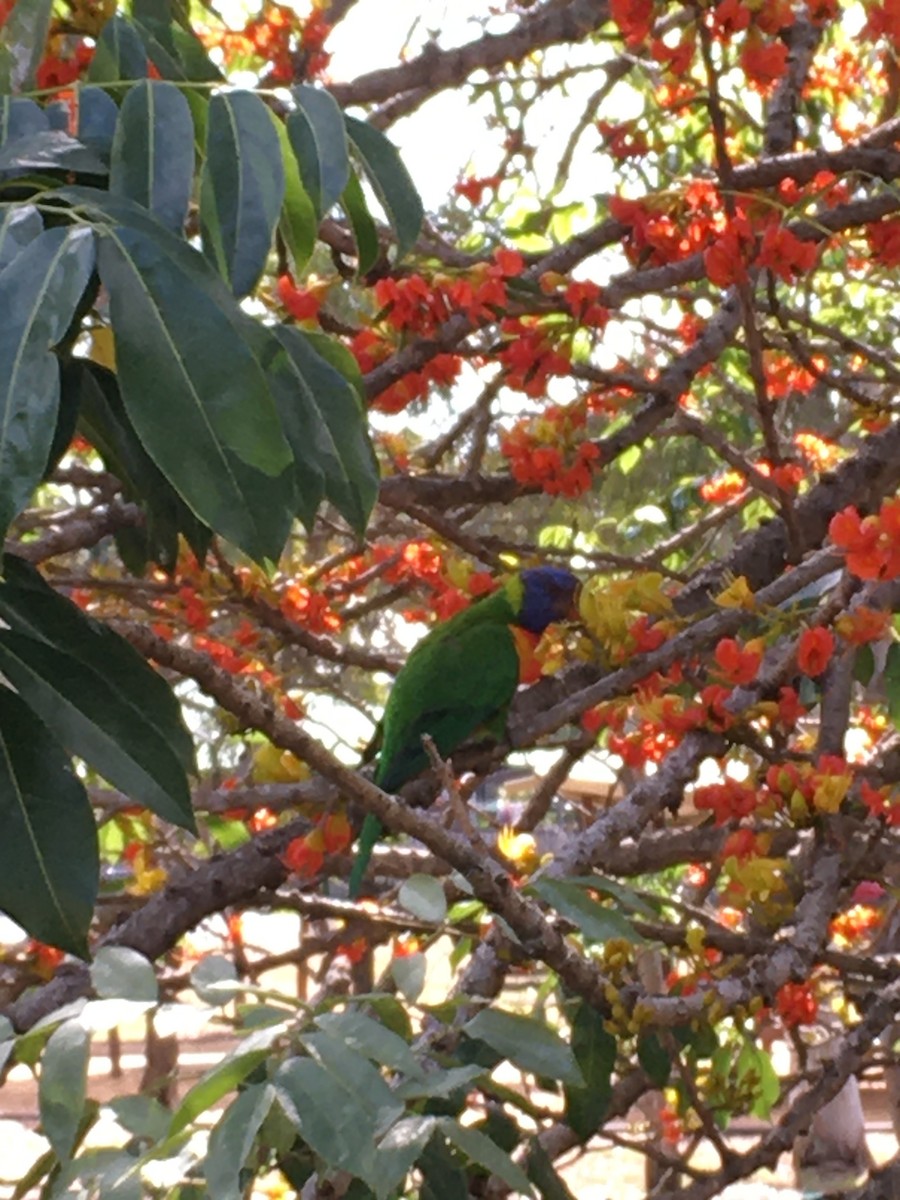 Rainbow Lorikeet - ML610506601