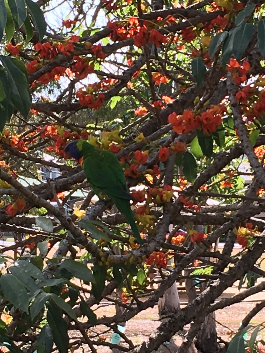 Rainbow Lorikeet - ML610506602