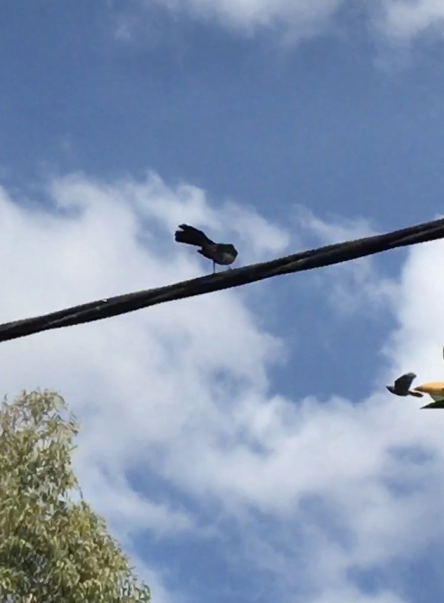 Willie-wagtail - ML610506613