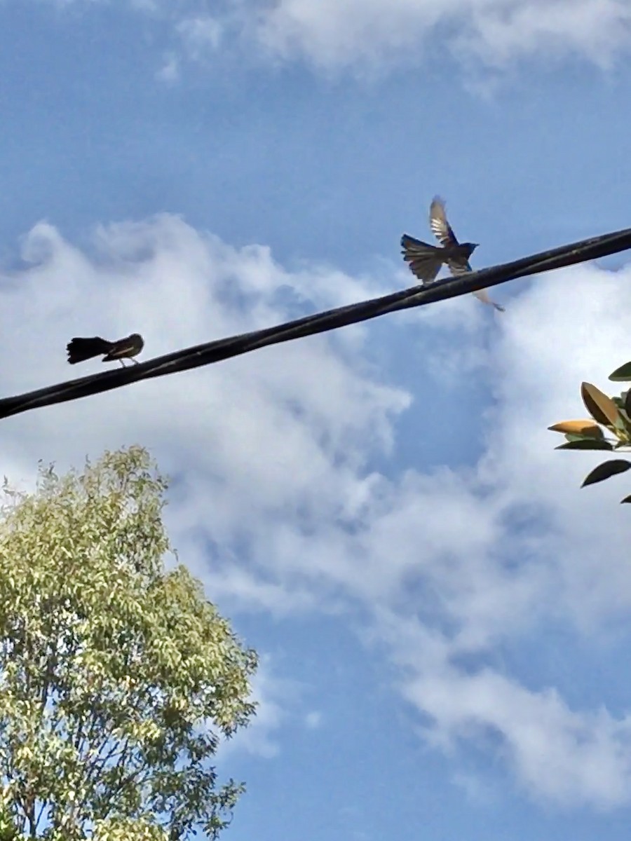 Willie-wagtail - ML610506614