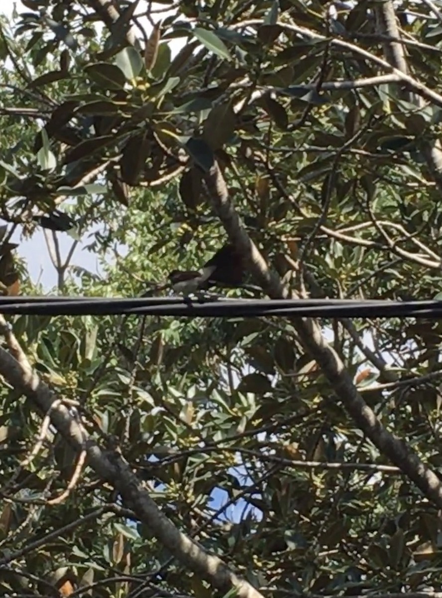 Willie-wagtail - ML610506615