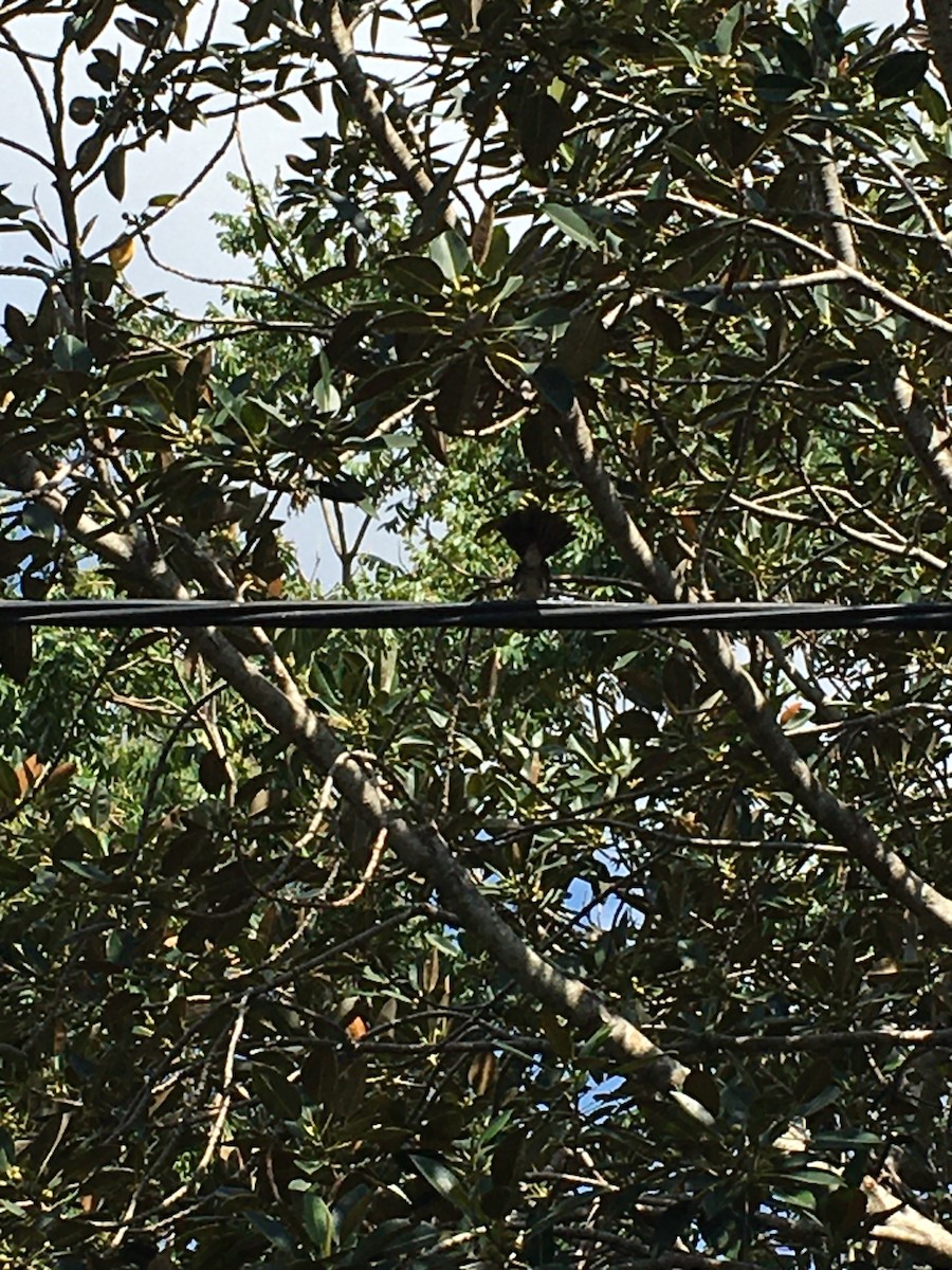 Willie-wagtail - ML610506616