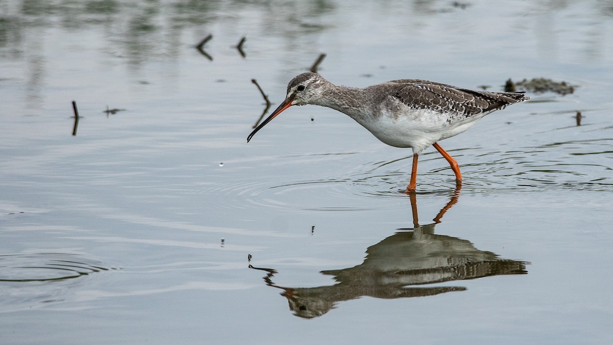 Spotted Redshank - ML610506617